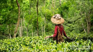 চায়ের দেশে বৃষ্টি, প্রাণ ফিরেছে চা বাগানে